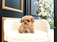 Malti̇poo Teacup Tatli Yavrularimiz Kore