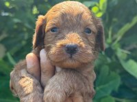 DUNYA TATLISI MALTİPOO MİNİKLER