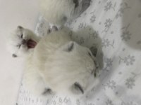 British Shorthair Yavru Kedimiz