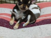 Erkek Pinscher Yavrusu