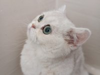 British shorthair sahibinden sağlıklı (kız)