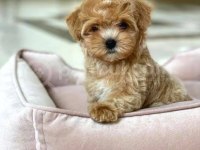 Güzellik abidesi yeni yuvasını arıyor maltipoo