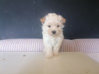 Sevimli maltipoo bebekler