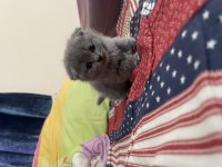 Scottish fold bluepoint ve gri renk