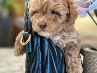 Maltipoo Bebeklerimiz Gelmiştir