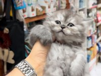 british longhair bebeğimiz