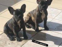 French bulldog ırk ve sağlıklı