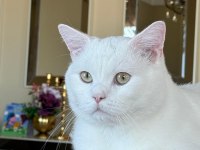 British shorthair cins kedilerimiz