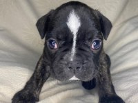 Yavru Erkek French Bulldog