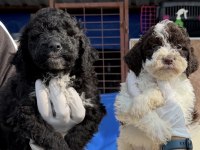 Portekiz su köpeği çok şirin yavrular 