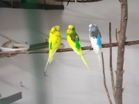 Kaliteli muhabbet kuşu isteyenler