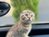GOLDEN TABBY ÖZEL IRK BRİTİSH SHORTHAİR