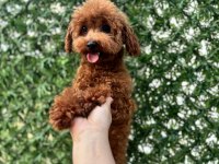 Kore teacup 11 aylık dişi poodle