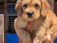 Sevimli Maltipoo yavrularımız
