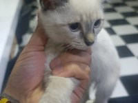 3 aylık siyam bebekleri