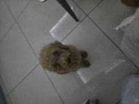 Toy Poodle 4 Aylık