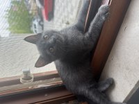 Dişi 2 aylık kedimiz ücretsiz sahiplendirme