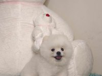 Pomeranian boo 7 aylık erkek