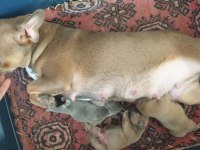 Kızanda Bir Doğum Yapmış French Bulldog