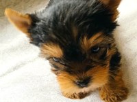 Sahibinden 3 aylık yorkshire terrier