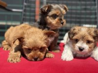 Tea cup morkie yavrular petmode den