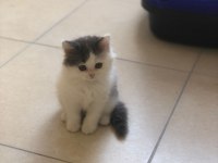 2 aylık british longhair ve british shorthair yavru
