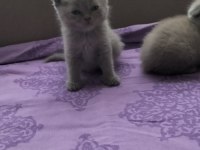 Scottish Fold British Shorthair
