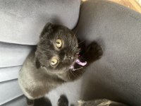 Scottish fold kara kızım bella