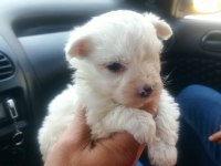 Maltese terrier yavruları