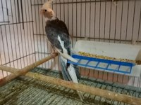 Damızlık Erkek Wifi Sultan Papağanı