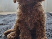 Yavru toy poodle