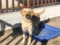 Golden retriever cinsi kızımıza yuva arıyoruz