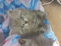 British longhair yavru