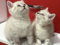 Mama ve bakım (uyguna) british shorthair