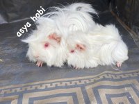 Türkiyede olmayan ginepig renkleri üretmek için çalışma