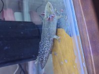 Sağlıklı Axolotllar