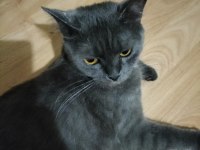 British ve russian blue melezi