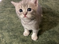 Yavru 37 günlük british shorthair