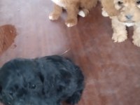 Cockapoo bebekler