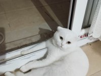 Scottish Fold Kedisi 7 Yaşında