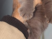 British shorthair kedisi