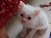 Sevimli yepyeni minik kediler