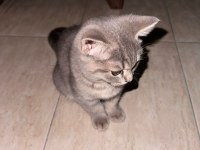 Safkan british shorthair flood