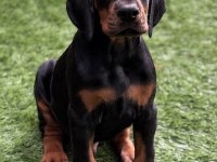İlk Anneliğin İlk Doberman Yavruları Kapıda Ödeme