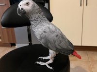 JAKO PAPAĞANIN DA TEK ADRES