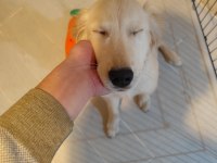 4.5 aylık dişi acil eğitimli golden retriever yavrum