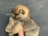 ÜST KALİTE AYICIK SURAT POMERANİAN BOO