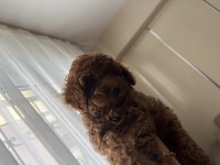 Evinizin neşesi poodle köpeğiniz