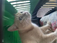 British Longhair dişi kedimiz