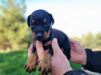 A kalite king doberman bebekler
